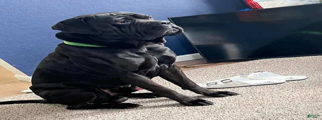 Enzo
