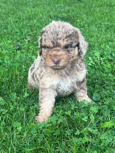 Aussiedoodle dogs Ginger Miniature Aussiedoodle  - Ad 2