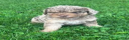 Aussiedoodle dogs for sale: Ginger Miniature Aussiedoodle  - Ad 2