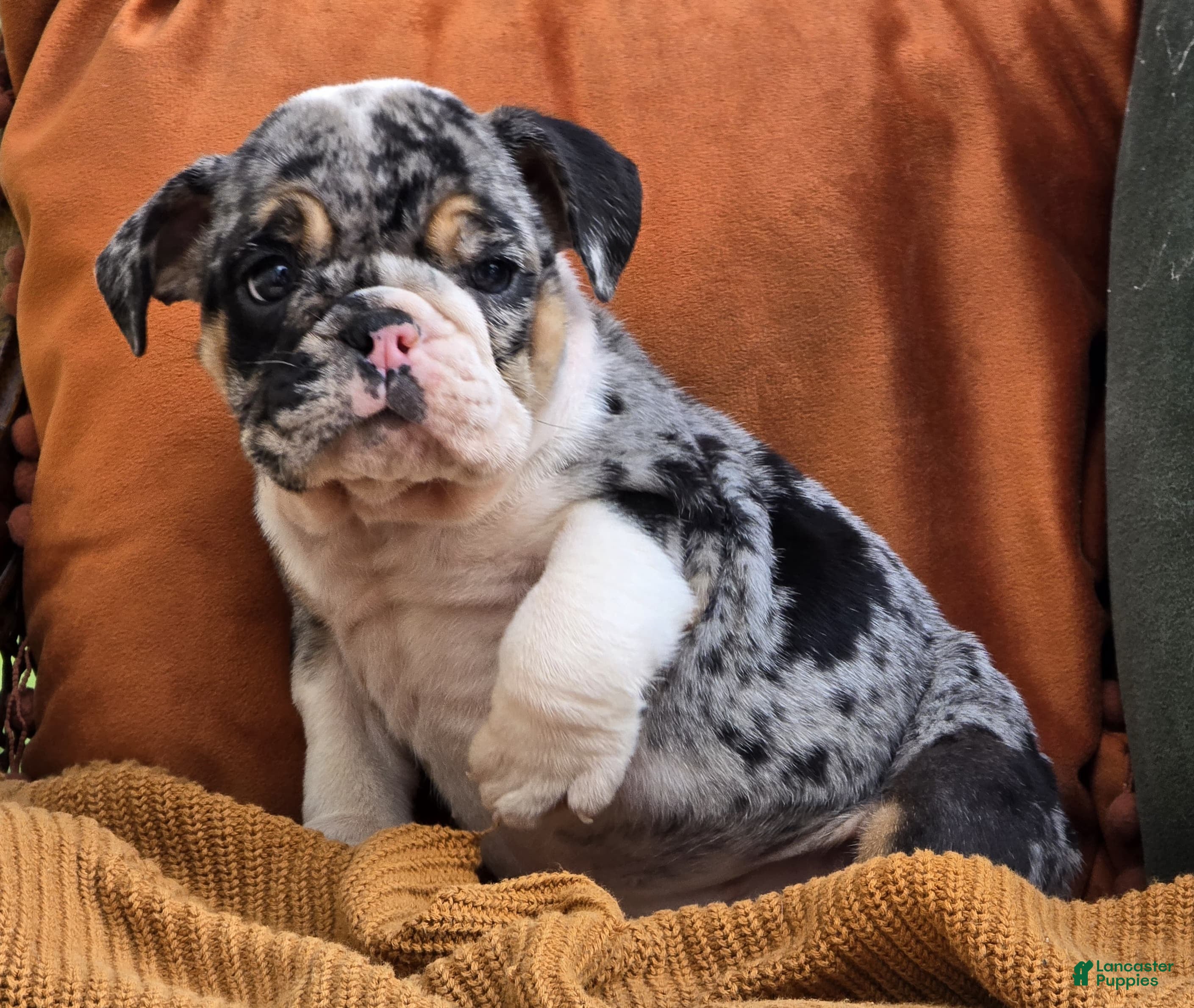 Black merle English Bulldog Puppies for sale Lancaster Puppies