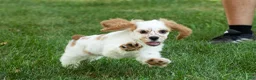 Cocker Spaniel dogs for sale: Checkers - Ad 3
