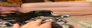 Puppy 1