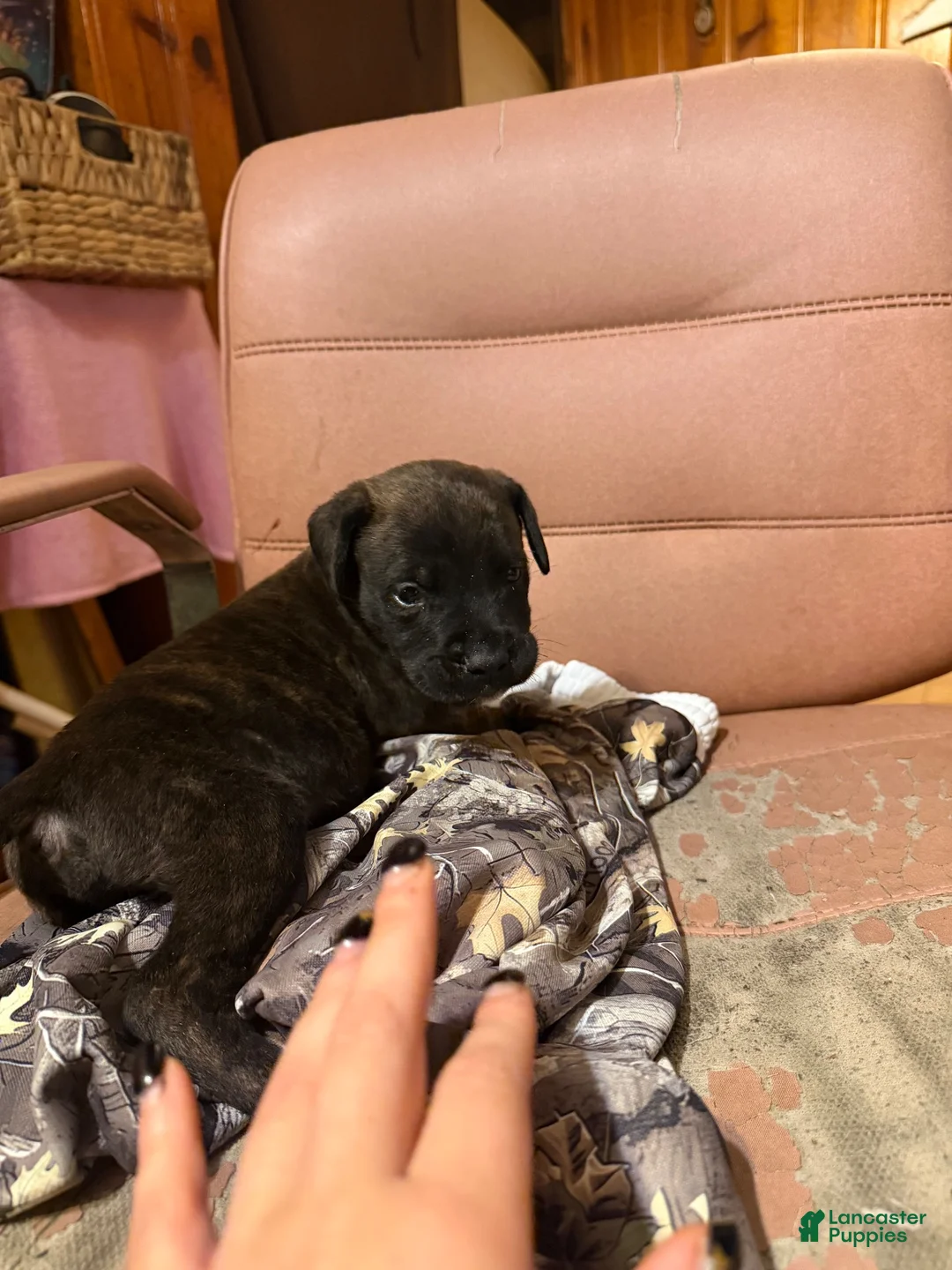 Mixed Breed dogs for sale: Puppy 1 - Ad 1