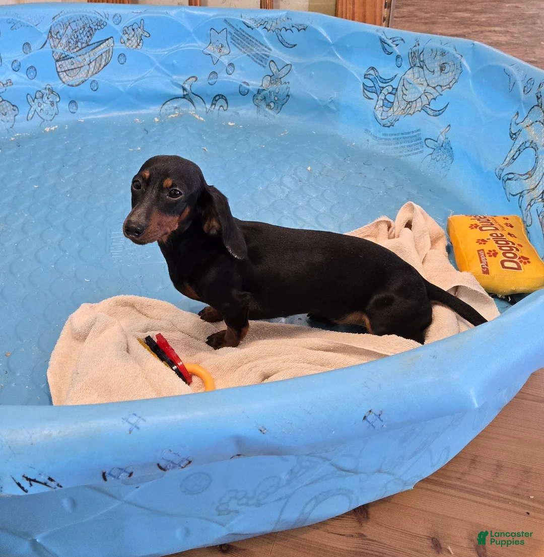 Miniature Dachshund dogs for sale: Nessa - Ad 2