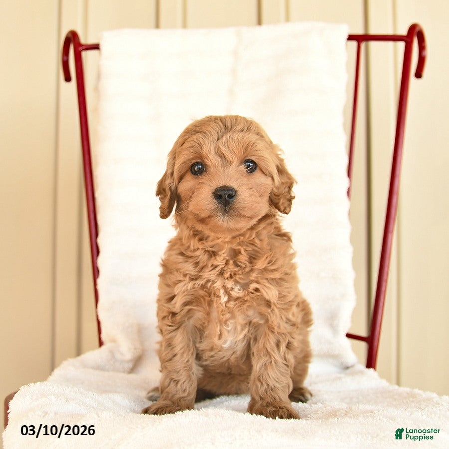 Cockapoo dogs Bluebell  - Ad 1