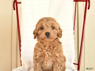 Cockapoo dogs for sale: Bluebell - Ad 3