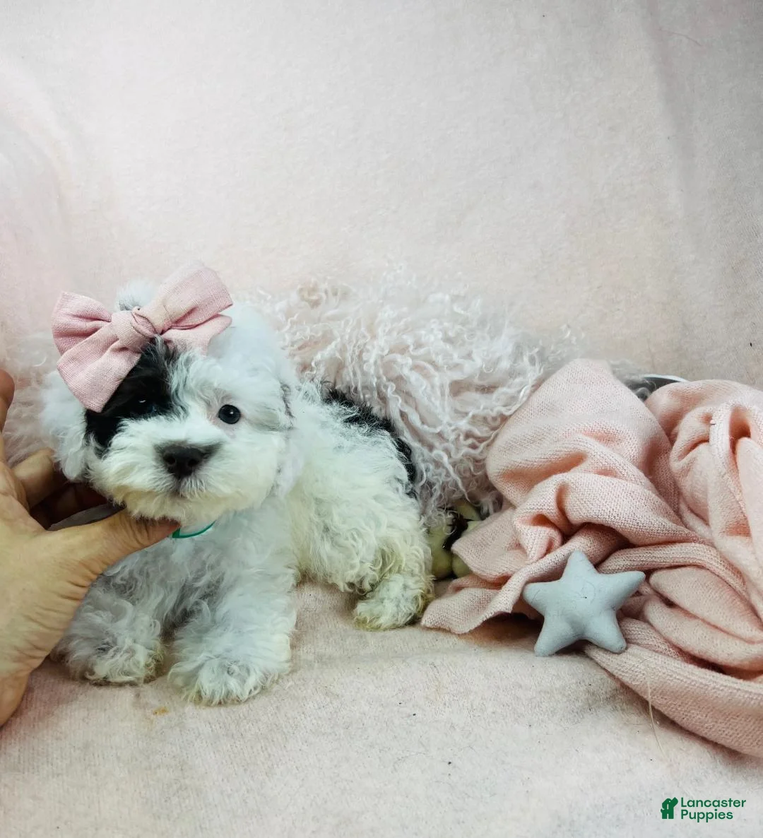 Miniature Poodle dogs for sale: Miniature Poodle Puppy 2 - Ad 2