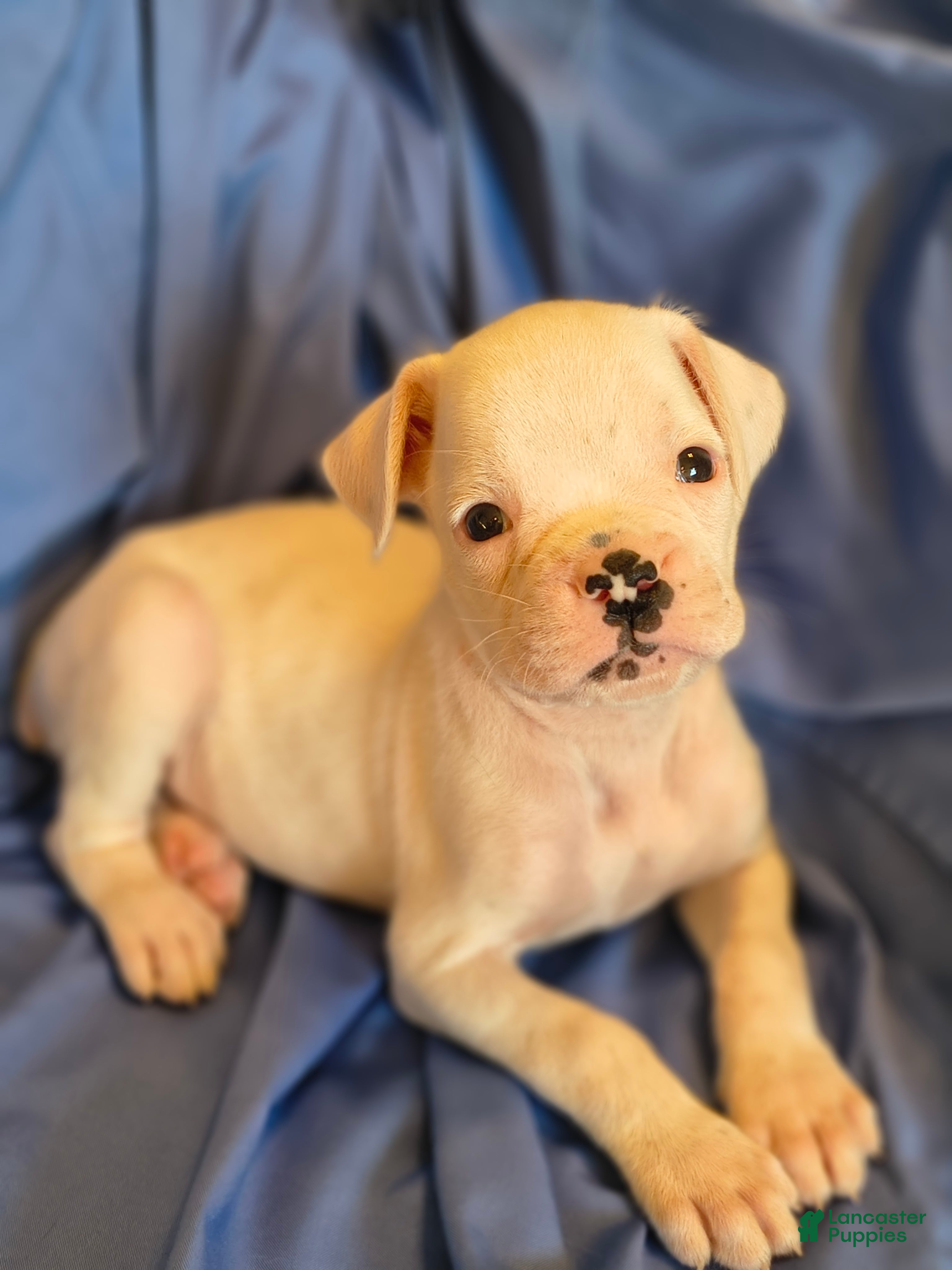 Boxer dogs Thyme - Ad 1