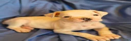 Boxer dogs for sale: Peppermint - Ad 10
