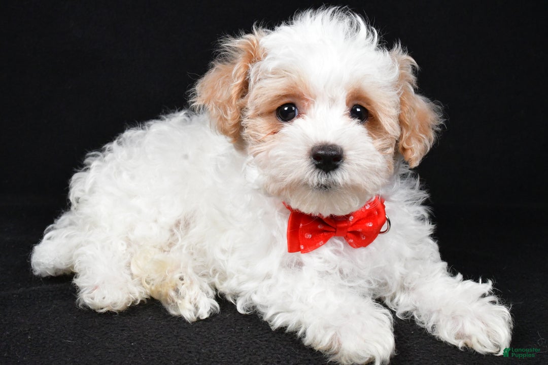 Maltipoo dogs for sale: Tate - Ad 2