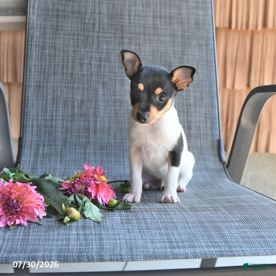 Toy Fox Terrier dogs Cliff - Ad 1