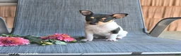 Toy Fox Terrier dogs for sale: Cliff - Ad 1