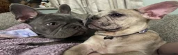 French Bulldog dogs for sale: Doug - Ad 3