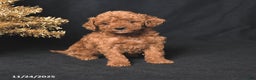 Toy Poodle dogs for sale: Bingo - Ad 3