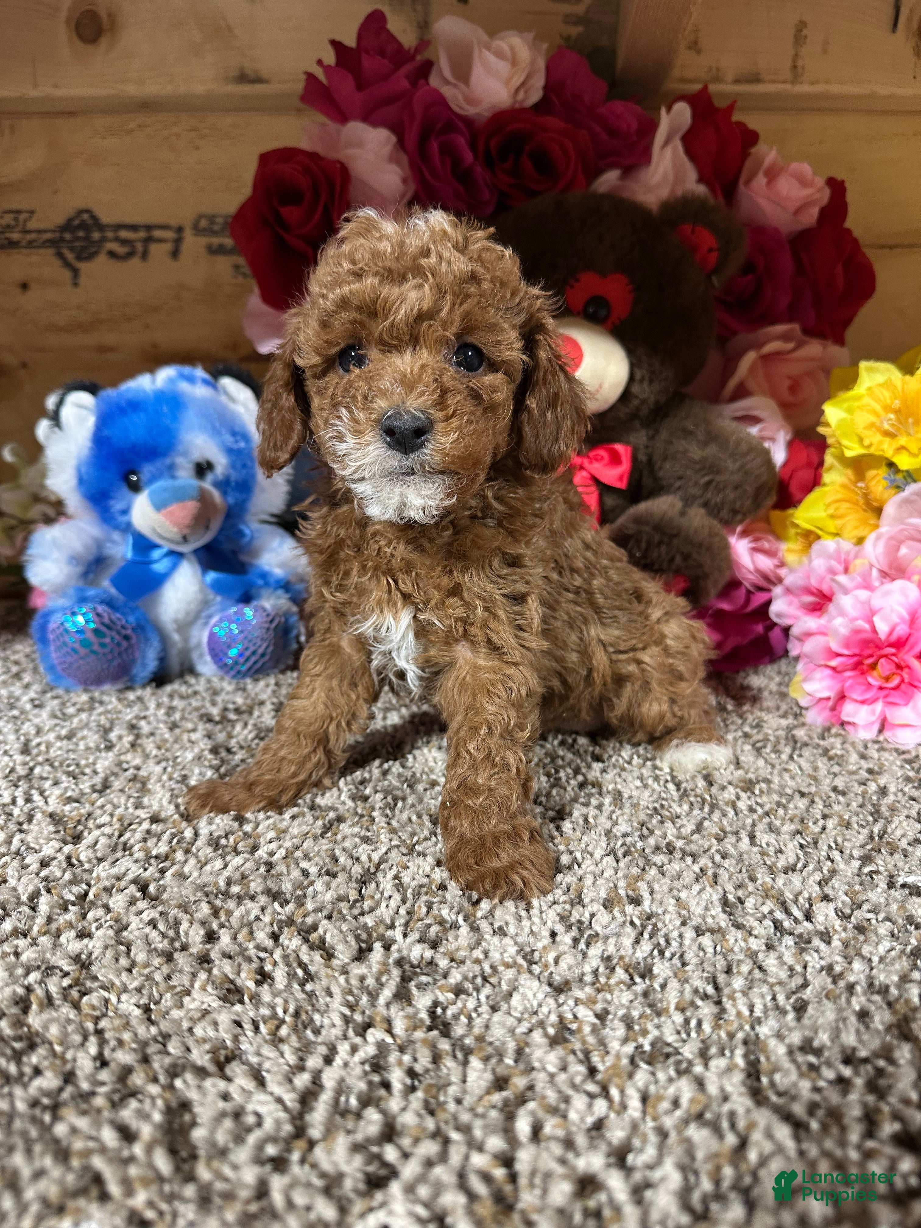 Toy Poodle dogs Toy Poodle Puppy 1 - Ad 1