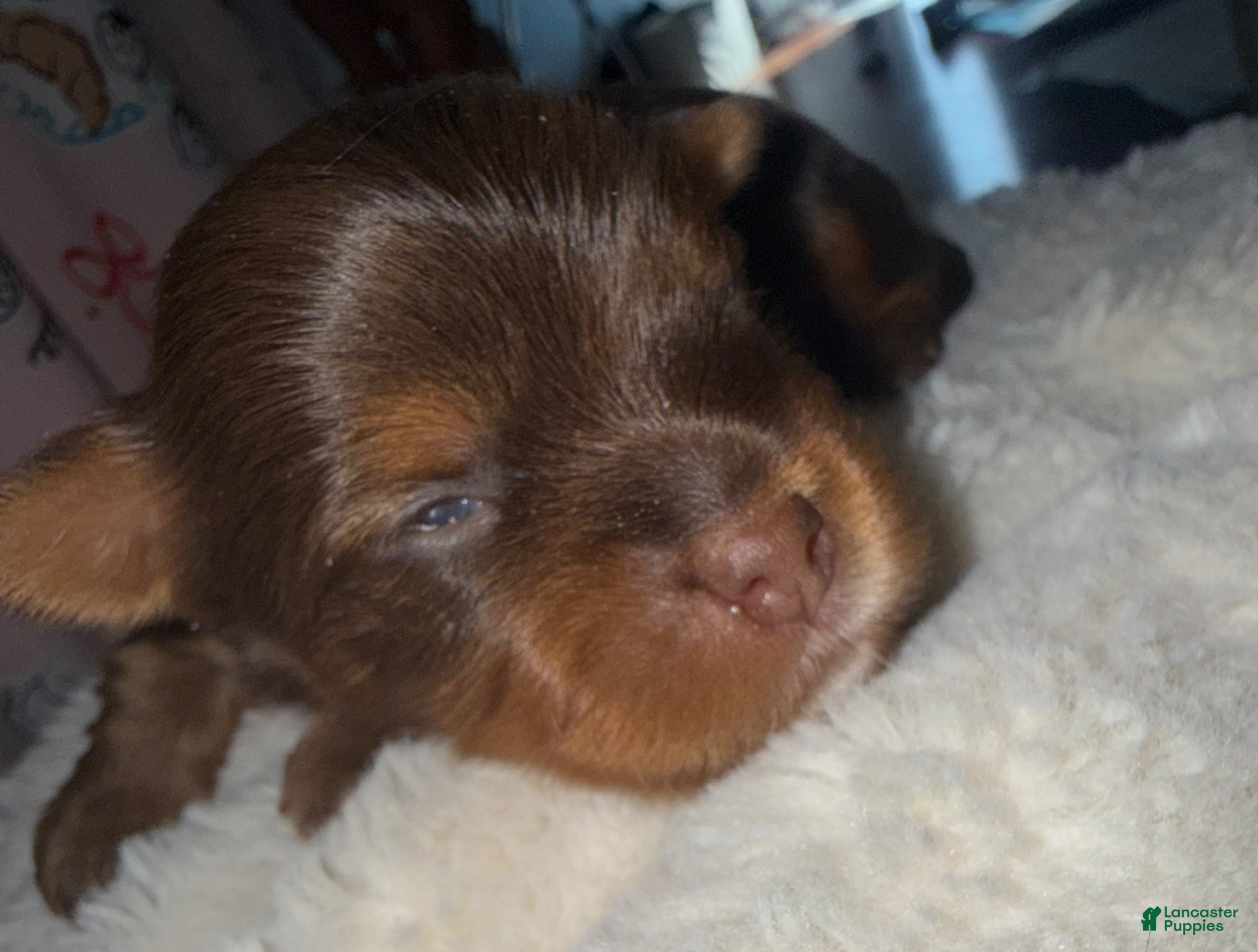 Yorkshire Terrier dogs Twix  - Ad 2