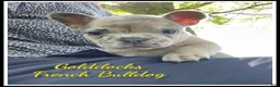 French Bulldog dogs for sale: Goldilocks - Ad 1