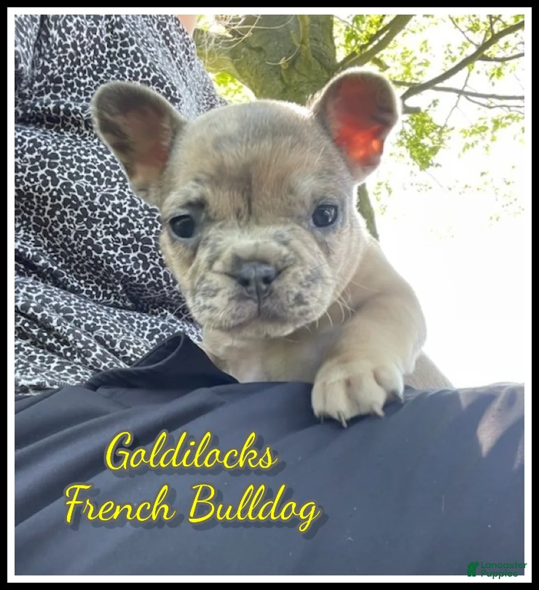 French Bulldog dogs for sale: Goldilocks - Ad 1