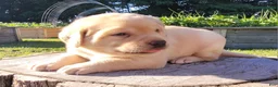 Labrador Retriever dogs for sale: Lexi - Ad 11