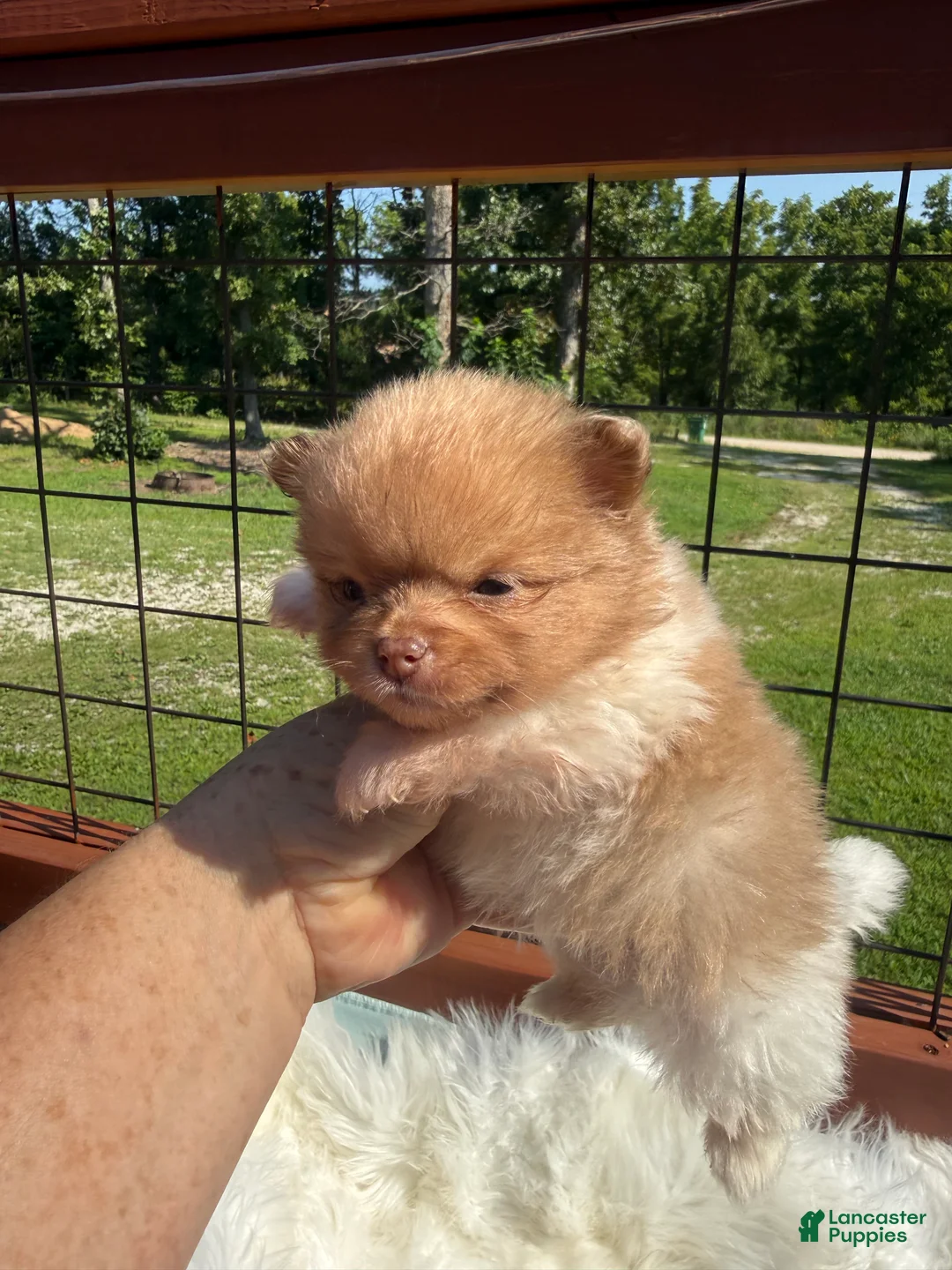 Pomeranian dogs for sale: #1 - Ad 1