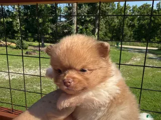 Pomeranian dogs #1 - Ad 35