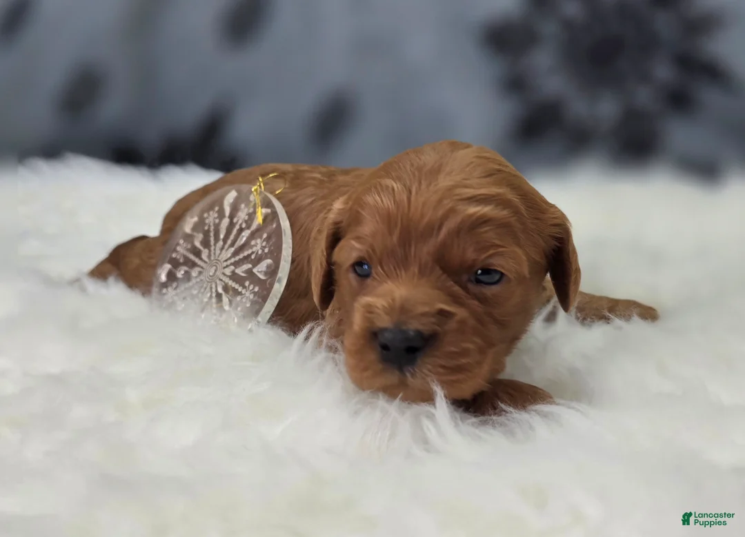 Cavapoo dogs for sale: Sleet - Ad 3