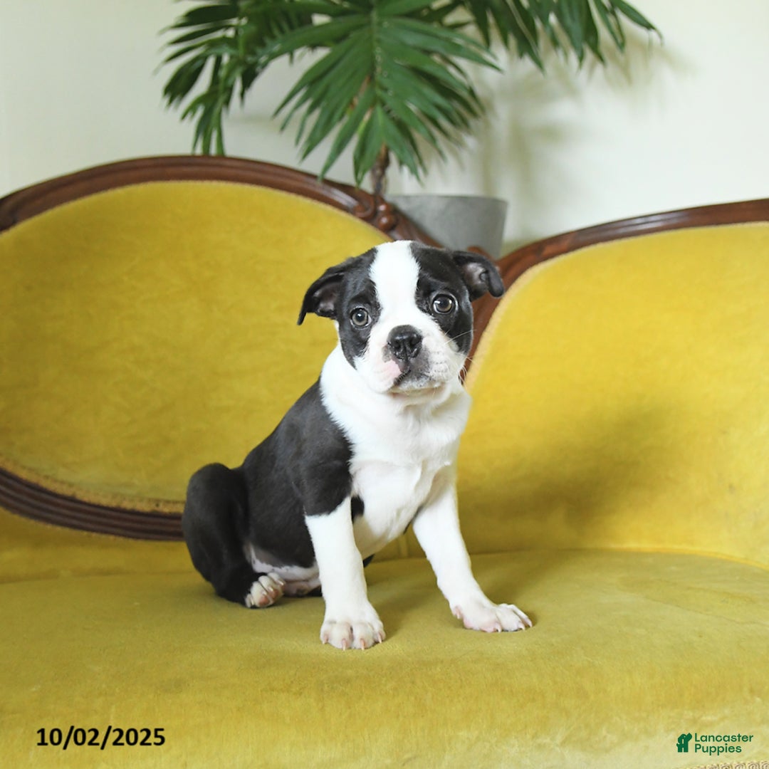 Magic for sale in Rising Sun Lancaster Puppies