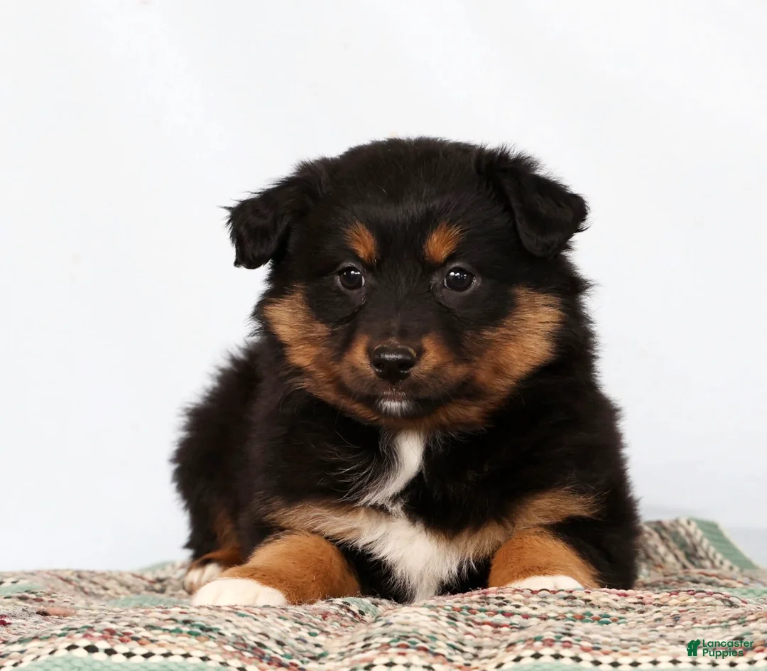 Australian Shepherd dogs for sale: Jane - Ad 3