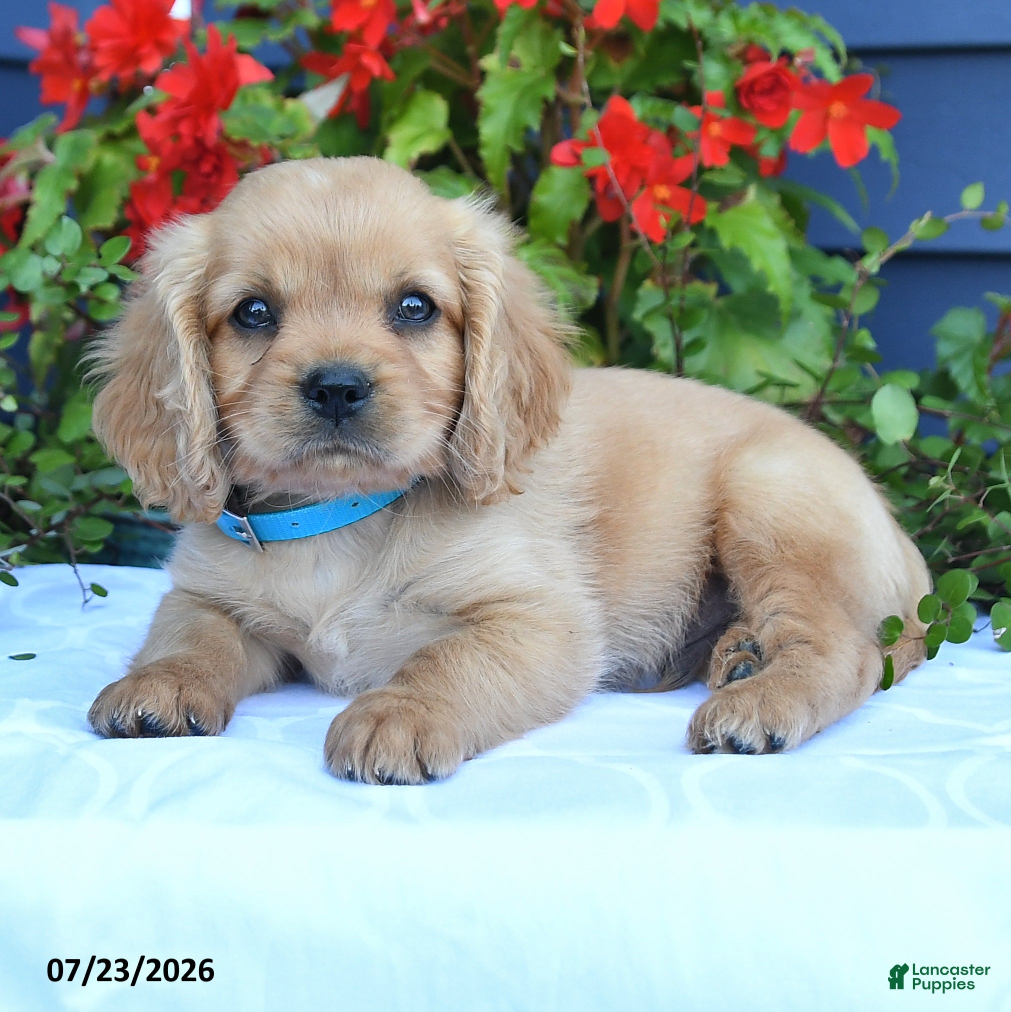 Miniature Golden Retriever dogs Jerry - Ad 2