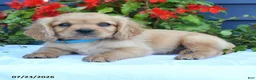 Miniature Golden Retriever dogs for sale: Jerry - Ad 2