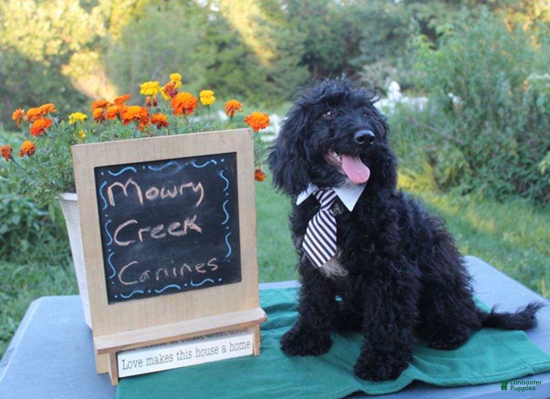 Aussiedoodle dogs for sale: Arthur - Ad 3