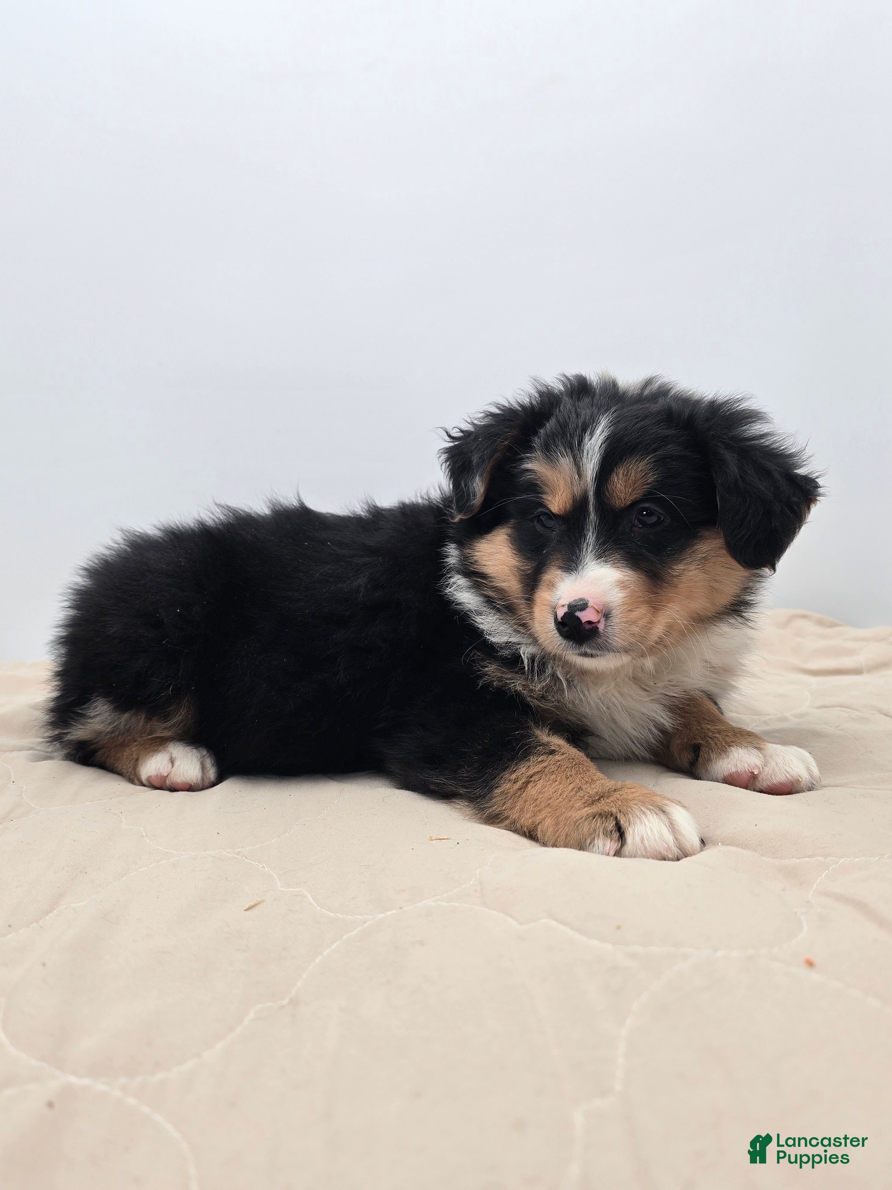 Australian Shepherd dogs Ranger - Ad 2