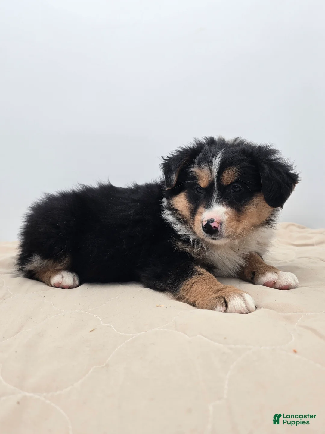 Australian Shepherd dogs for sale: Ranger - Ad 2