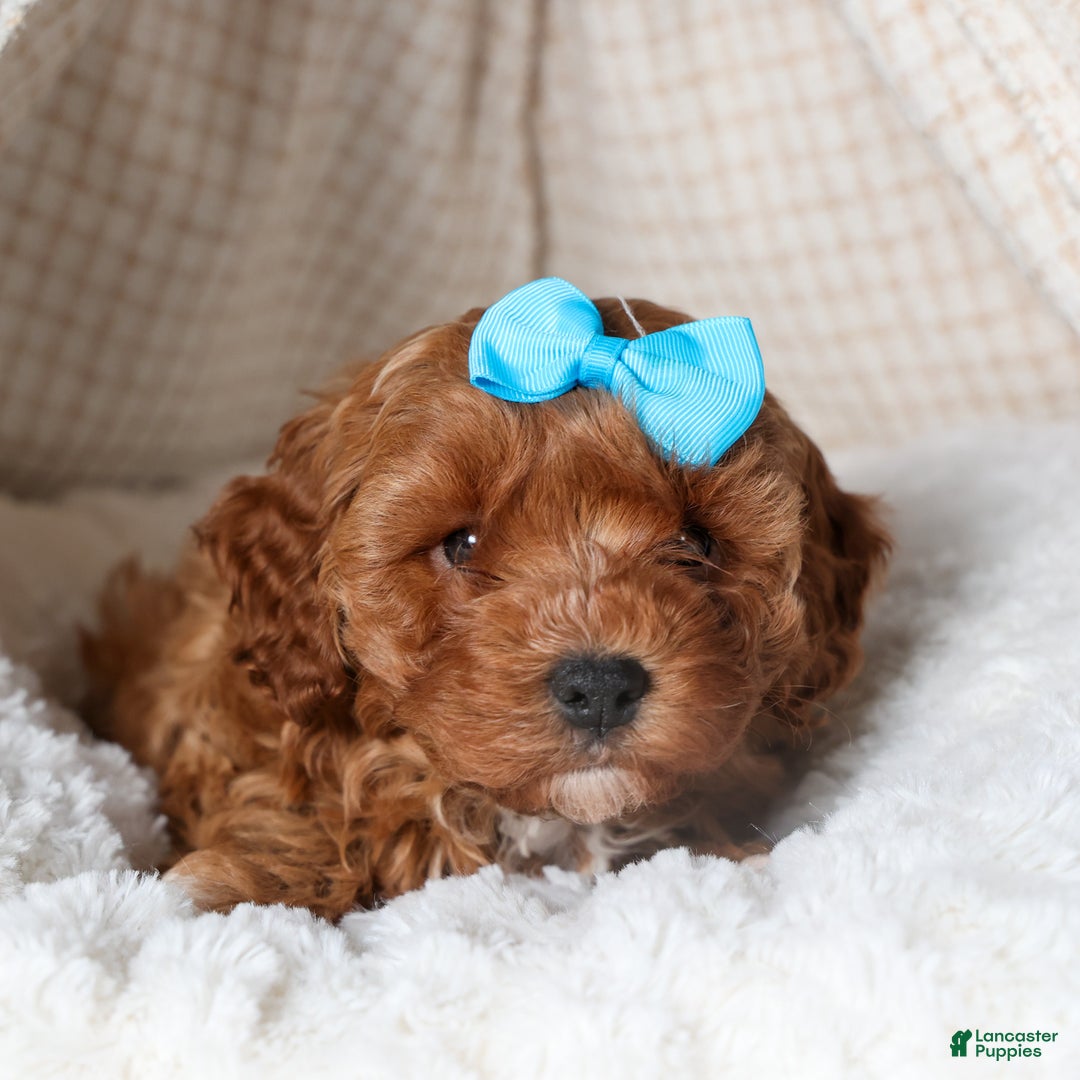 Cavapoo dogs for sale: OLLIE - Ad 12