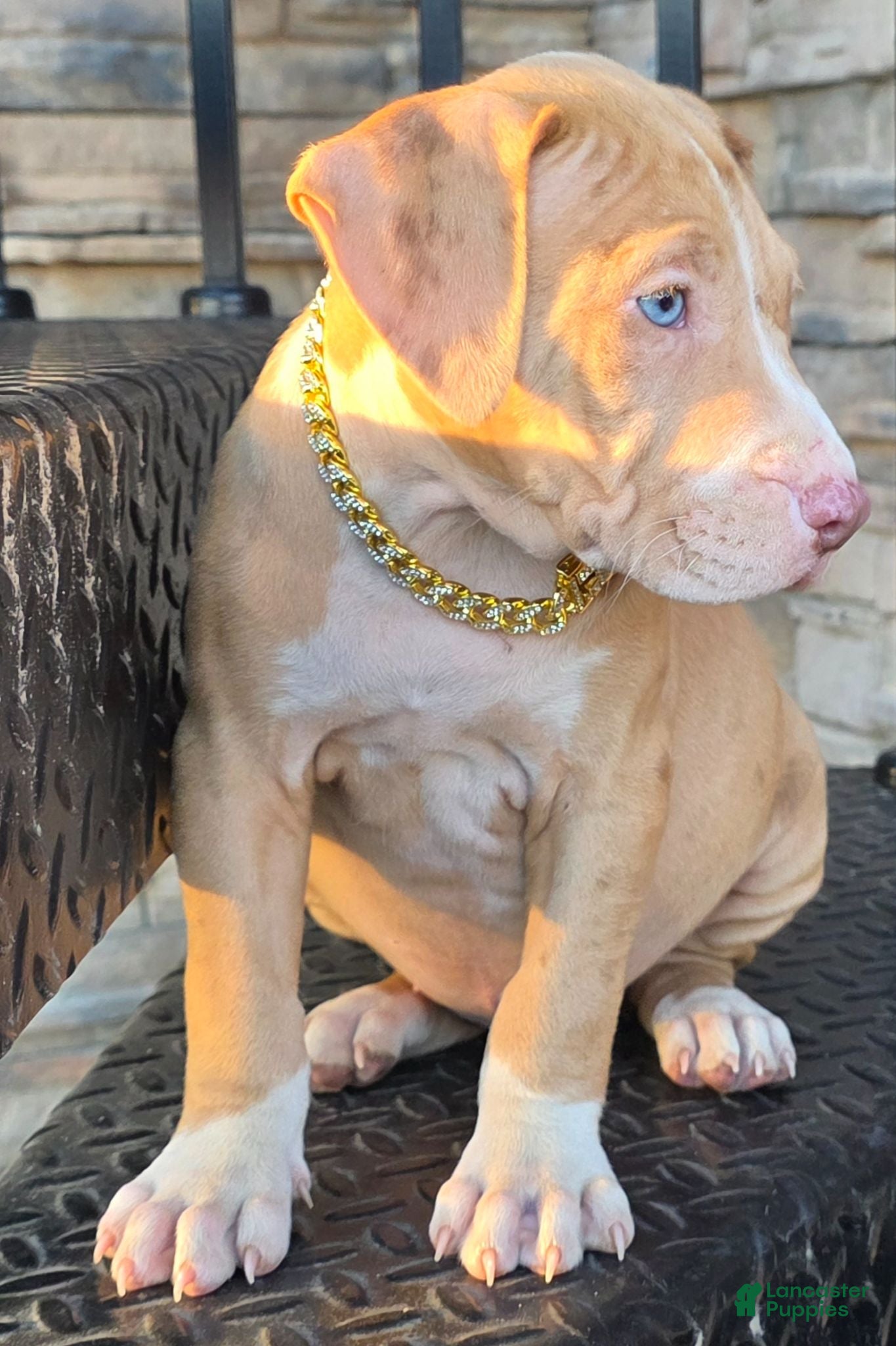 American Pit Bull Terrier dogs Rhea - Ad 2