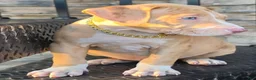 American Pit Bull Terrier dogs for sale: Rhea - Ad 2