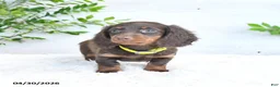 Miniature Dachshund dogs for sale: Milo - Ad 5