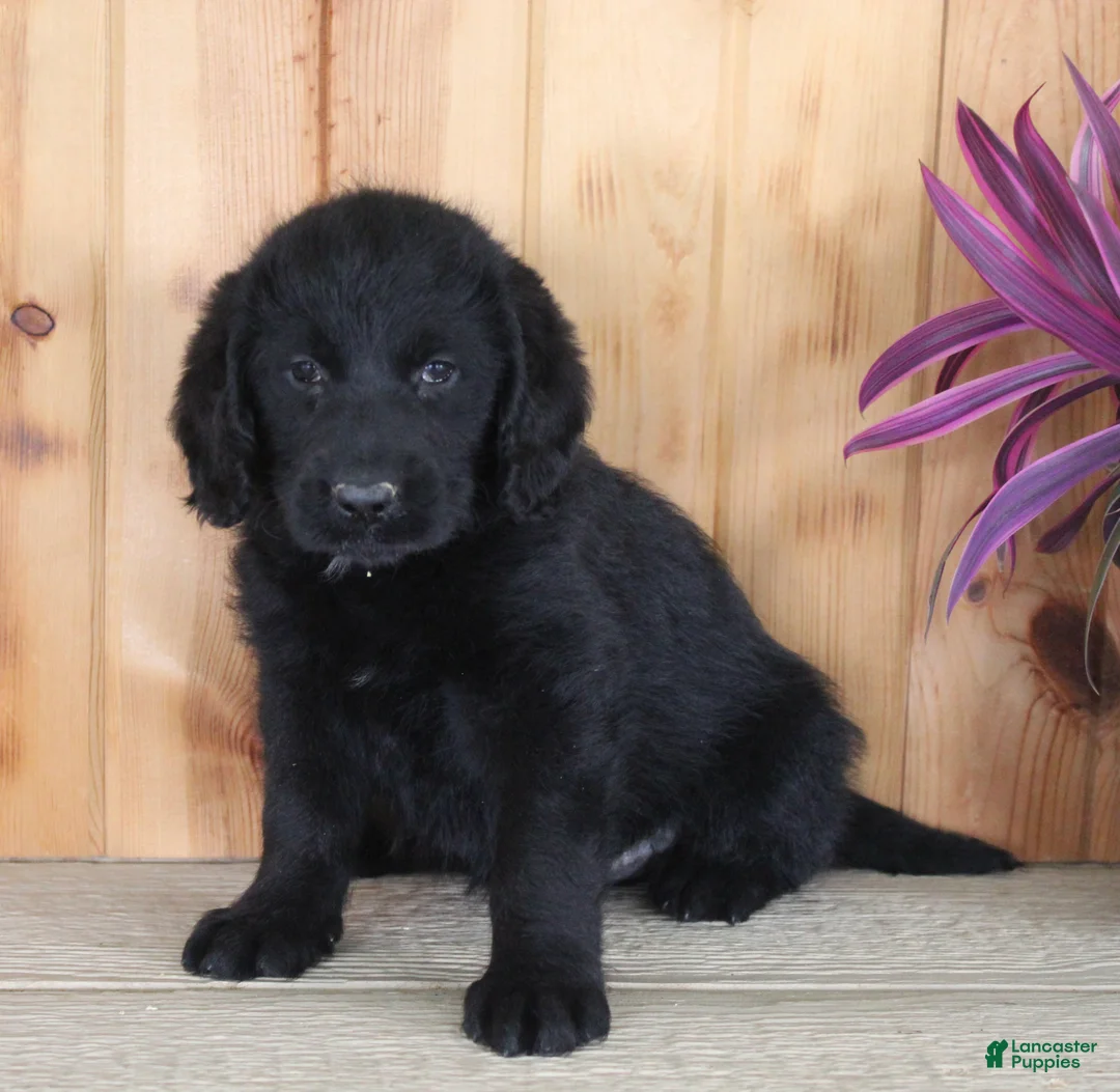 Labradoodle dogs for sale: Sunni - Ad 2