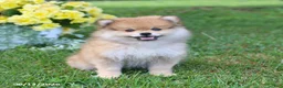 Pomeranian dogs for sale: Dusty - Ad 7