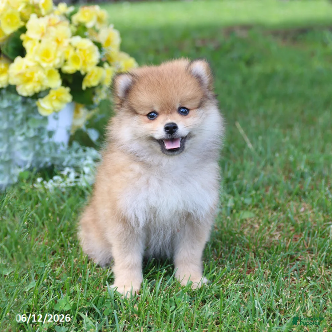 Pomeranian dogs for sale: Dusty - Ad 7
