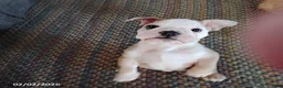 English Bulldog dogs for sale: Reba Mae - Ad 5