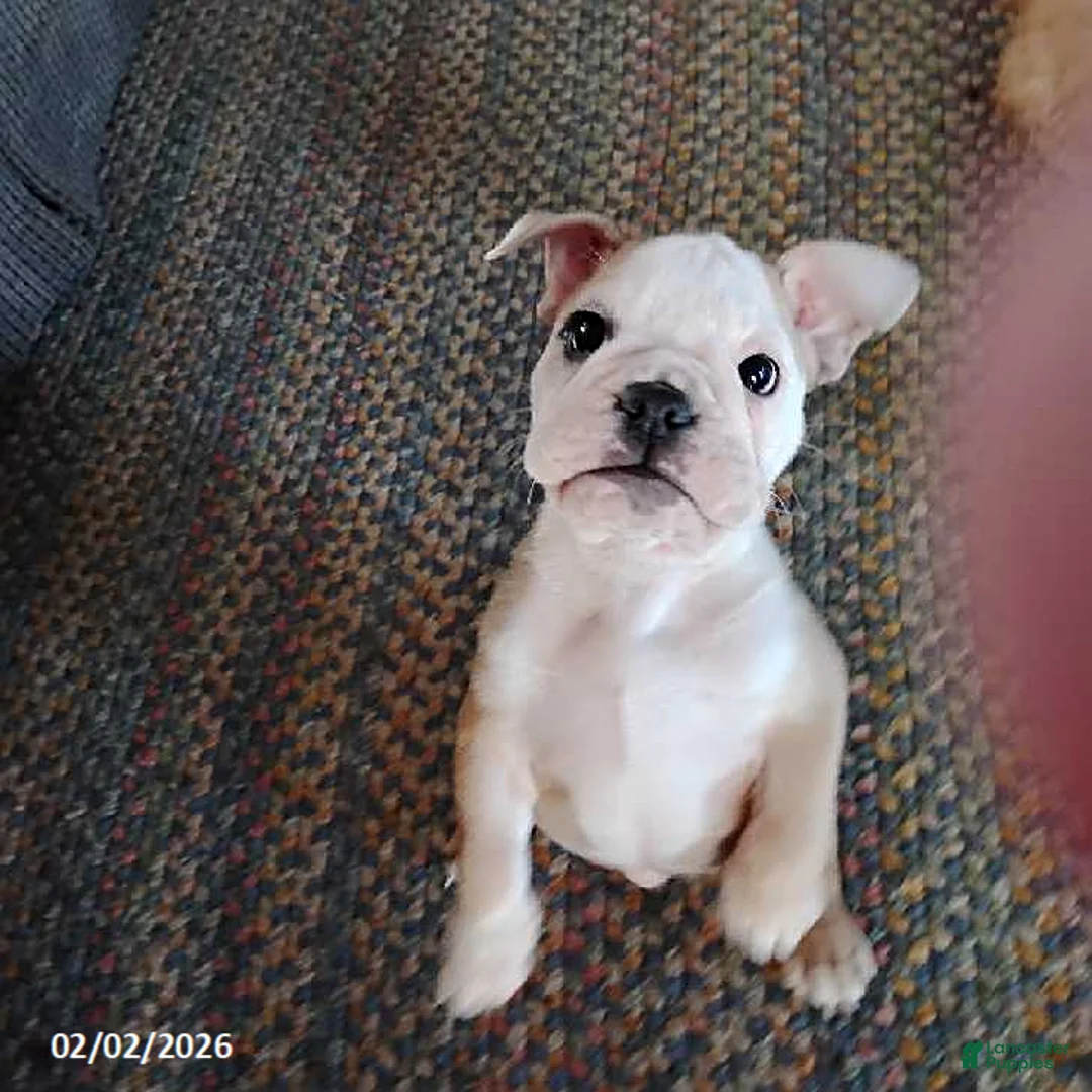 English Bulldog dogs for sale: Reba Mae - Ad 5