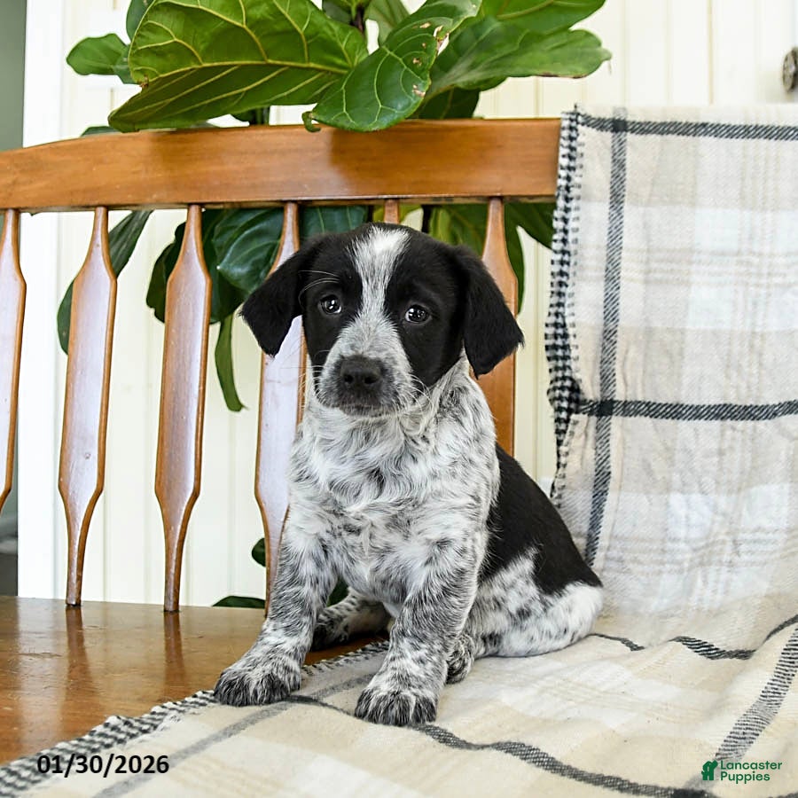 Mixed Breed dogs Sapphire - Ad 5