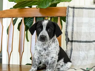 Mixed Breed dogs Sapphire - Ad 5