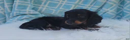 Miniature Dachshund dogs for sale: Vander - Ad 21