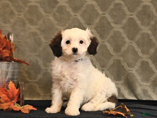 Cavapoo dogs Cookie - Ad 33