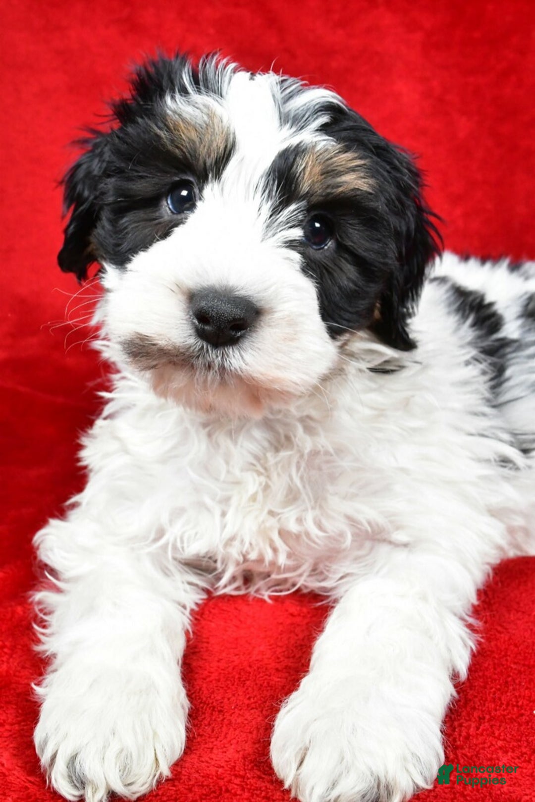 Mixed Breed dogs for sale: Thomas - Ad 4