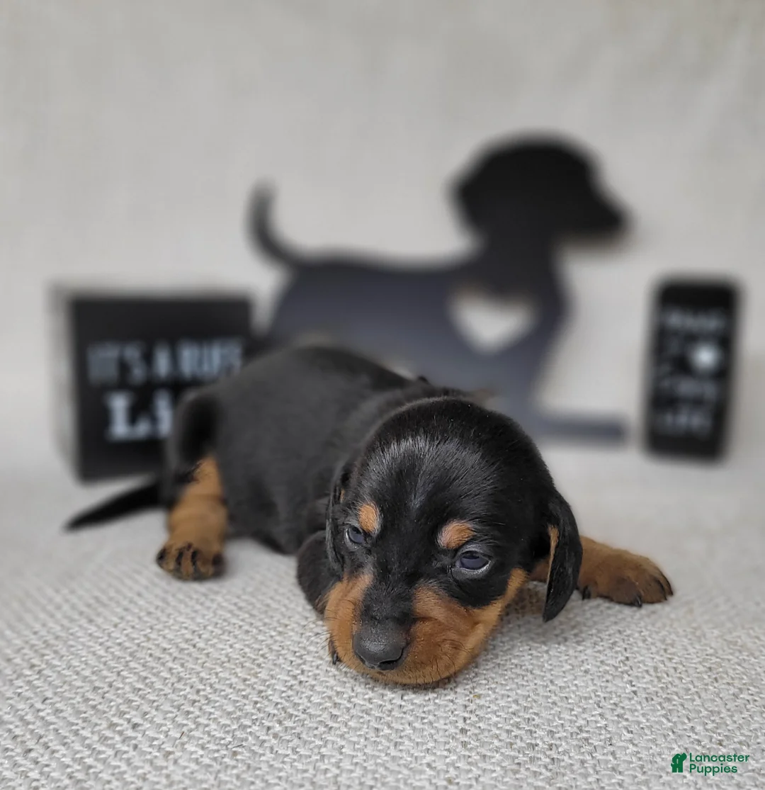 Miniature Dachshund dogs for sale: Saul AKC - Ad 5