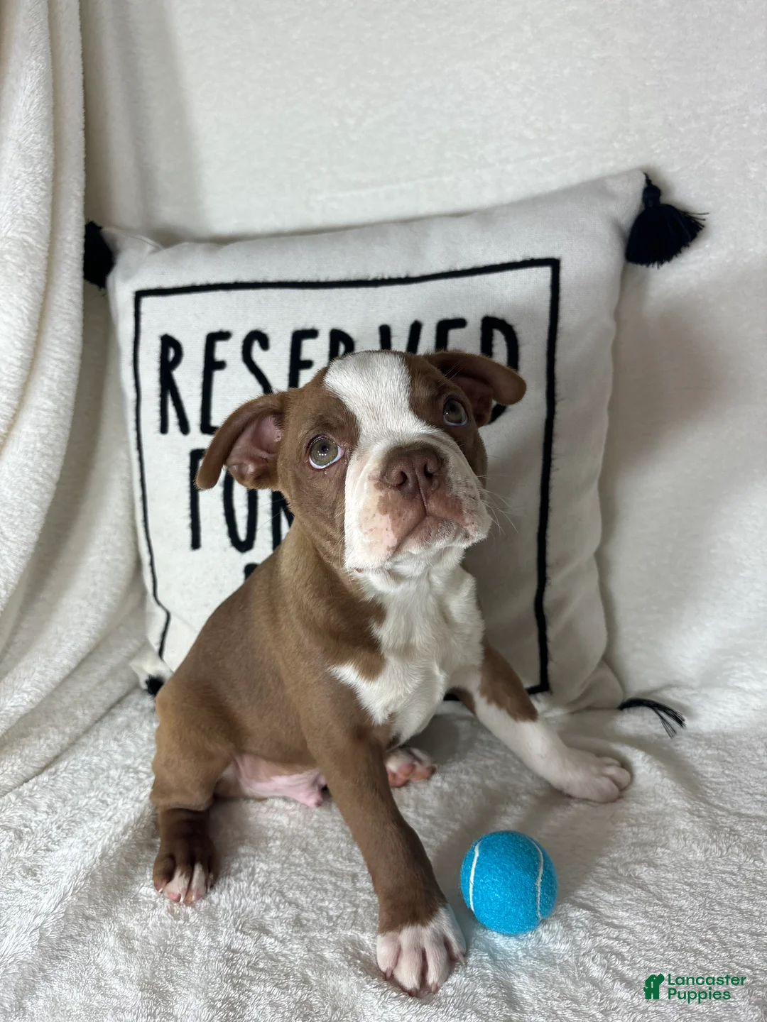 Boston Terrier dogs for sale: Ben - Ad 2
