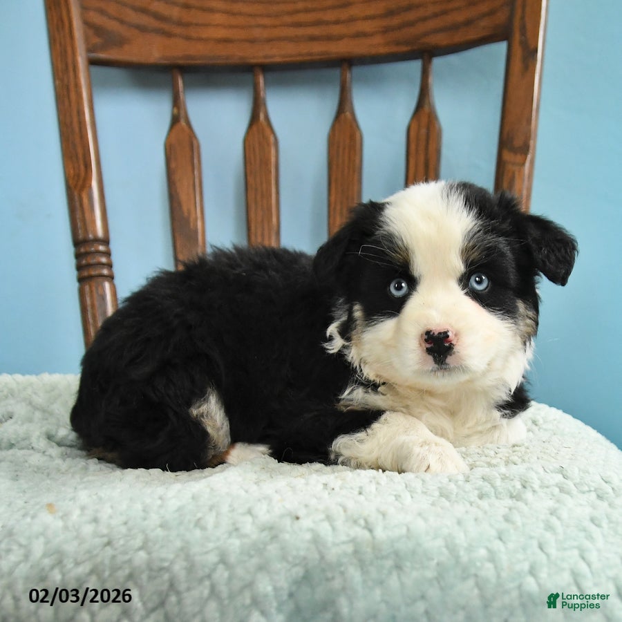 Miniature Australian Shepherd dogs Cassidy - Ad 2